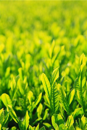 Tea leaves Foto de stock - Sin royalties Premium, Código: 622-06809678