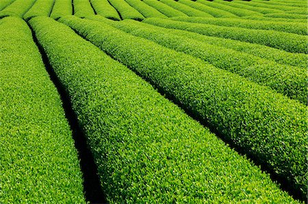 Tea plantation Photographie de stock - Premium Libres de Droits, Code: 622-06809679