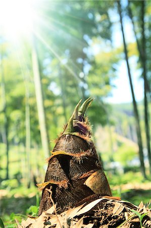 spring light rain - Bamboo shoot Stock Photo - Premium Royalty-Free, Code: 622-06809673