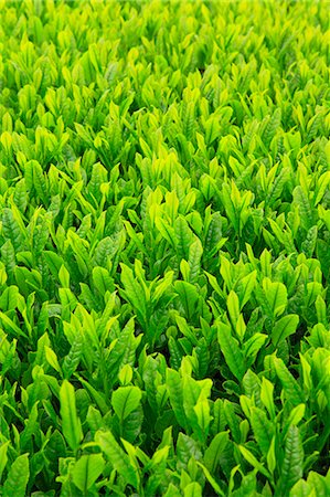 Tea leaves Foto de stock - Sin royalties Premium, Código: 622-06809684