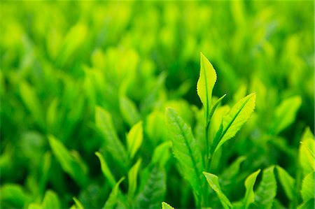 Tea leaves Foto de stock - Sin royalties Premium, Código: 622-06809686