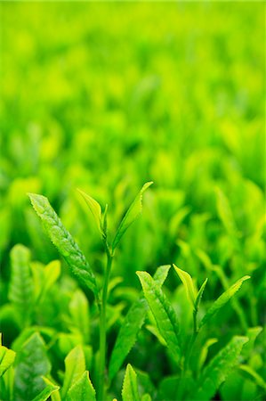 Tea leaves Photographie de stock - Premium Libres de Droits, Code: 622-06809687