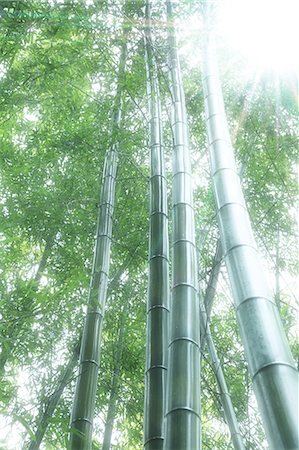 Bamboo forest after the rain Stockbilder - Premium RF Lizenzfrei, Bildnummer: 622-06809688