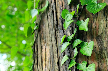 symbiosis - Green leaves on tree Stock Photo - Premium Royalty-Free, Code: 622-06809707