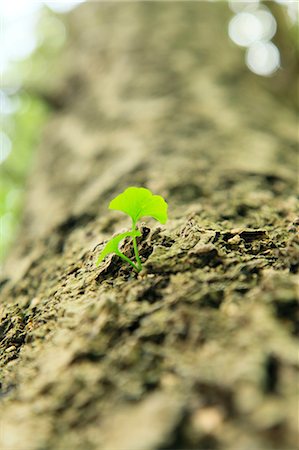 stem vegetable - Ginkgo leaves Photographie de stock - Premium Libres de Droits, Code: 622-06809709