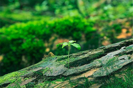 Green leaves and moss Photographie de stock - Premium Libres de Droits, Code: 622-06809726