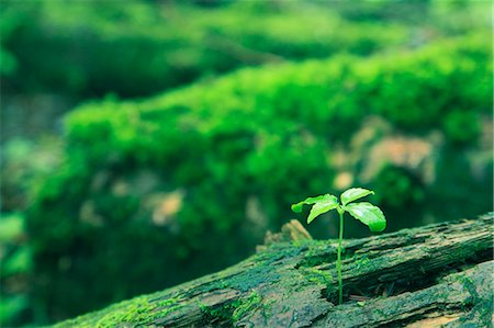 Green leaves and moss Photographie de stock - Premium Libres de Droits, Code: 622-06809727