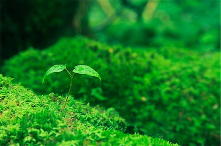 Green leaves and moss Foto de stock - Sin royalties Premium, Código: 622-06809728