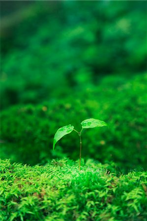 Green leaves and moss Stock Photo - Premium Royalty-Free, Code: 622-06809729