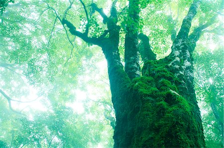 Large maple tree in the fog Stockbilder - Premium RF Lizenzfrei, Bildnummer: 622-06809734