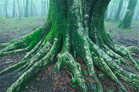 raíz - Beech tree roots Foto de stock - Sin royalties Premium, Código: 622-06809736