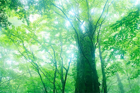 early summer - Trees in the fog Stock Photo - Premium Royalty-Free, Code: 622-06809730
