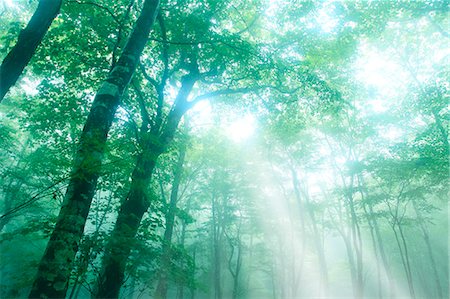 shizuoka - Trees in the fog Stock Photo - Premium Royalty-Free, Code: 622-06809733