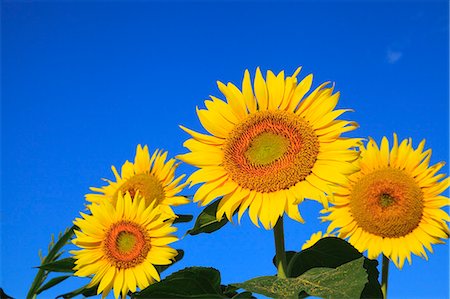 simsearch:622-06842628,k - Sunflowers and blue sky Stock Photo - Premium Royalty-Free, Code: 622-06809740