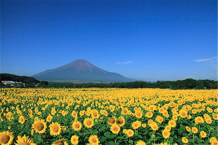 Sunflower field and Mount Fuji Foto de stock - Sin royalties Premium, Código: 622-06809742