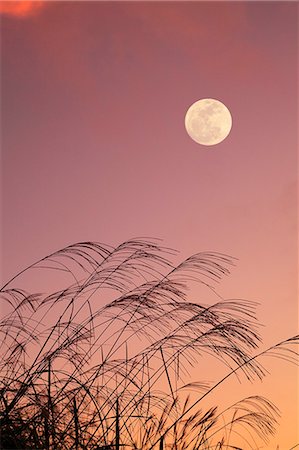 Full moon and silver grass Stock Photo - Premium Royalty-Free, Code: 622-06809754