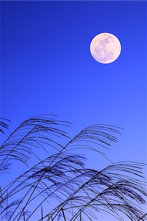 pleine lune - Full moon and silver grass Photographie de stock - Premium Libres de Droits, Code: 622-06809756