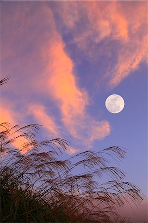 full moon cloud - Full moon and silver grass Stock Photo - Premium Royalty-Free, Code: 622-06809751