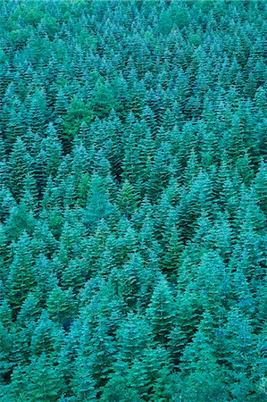 Conifer forest Photographie de stock - Premium Libres de Droits, Code: 622-06809762