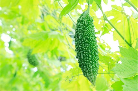 shading - Bitter gourd Stock Photo - Premium Royalty-Free, Code: 622-06809772