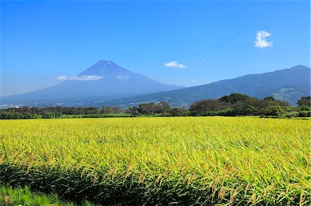 field above - Mount Fuji and rice field, Shizuoka Prefecture Stock Photo - Premium Royalty-Free, Code: 622-06809788