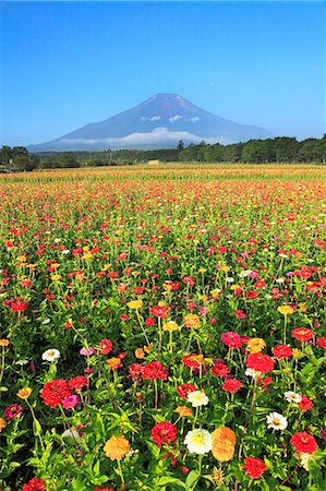 Mount Fuji and Zinnia flowers, Yamanashi Prefecture Stockbilder - Premium RF Lizenzfrei, Bildnummer: 622-06809783