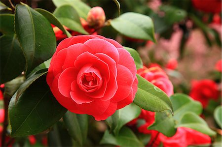 Camellia flower Photographie de stock - Premium Libres de Droits, Code: 622-06841961