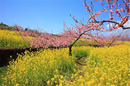 peach color - Peach blossoms and field mustard, Yamanashi Prefecture Stock Photo - Premium Royalty-Free, Code: 622-06841971