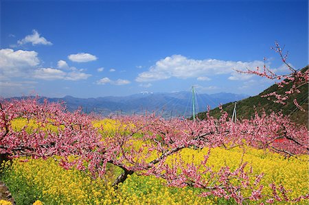 peach blossoms - Peach blossoms and field mustard, Yamanashi Prefecture Stock Photo - Premium Royalty-Free, Code: 622-06841972