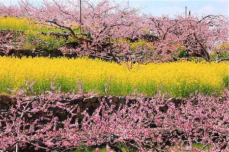 peaches yellow - Peach blossoms and field mustard, Yamanashi Prefecture Photographie de stock - Premium Libres de Droits, Code: 622-06841973