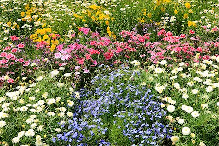 platebandes de fleur - Flower bed Photographie de stock - Premium Libres de Droits, Code: 622-06841985