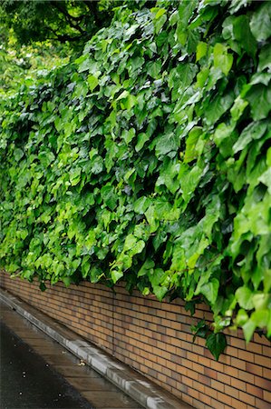 Ivy Stock Photo - Premium Royalty-Free, Code: 622-06841982