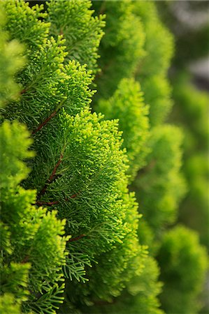 Chinese Arborvitae Foto de stock - Sin royalties Premium, Código: 622-06841983