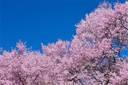 Cherry blossoms Stock Photo - Premium Royalty-Free, Code: 622-06841997