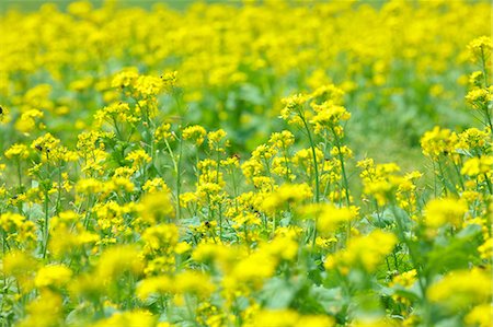 simsearch:622-06487516,k - Field Mustard Stock Photo - Premium Royalty-Free, Code: 622-06842009