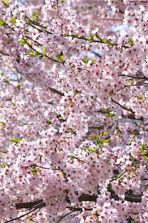 simsearch:622-06439681,k - Cherry blossoms Photographie de stock - Premium Libres de Droits, Code: 622-06842000