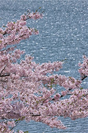 Cherry blossoms Stock Photo - Premium Royalty-Free, Code: 622-06842001