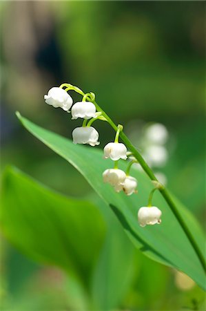 simsearch:622-06900200,k - Lily of the valley Foto de stock - Royalty Free Premium, Número: 622-06842002