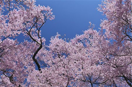 Cherry blossoms Stock Photo - Premium Royalty-Free, Code: 622-06842019