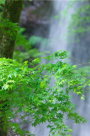 simsearch:622-06900615,k - Maple leaves and waterfall Photographie de stock - Premium Libres de Droits, Code: 622-06842012