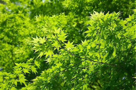 simsearch:622-06842003,k - Green maple leaves Stock Photo - Premium Royalty-Free, Code: 622-06842024