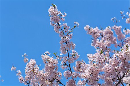 simsearch:622-06900485,k - Cherry blossoms Stock Photo - Premium Royalty-Free, Code: 622-06842020