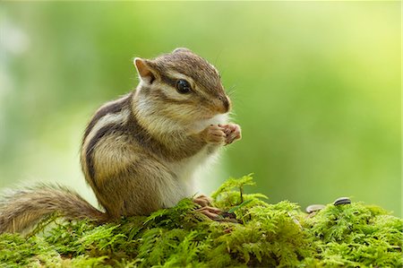 Chipmunk Stockbilder - Premium RF Lizenzfrei, Bildnummer: 622-06842035