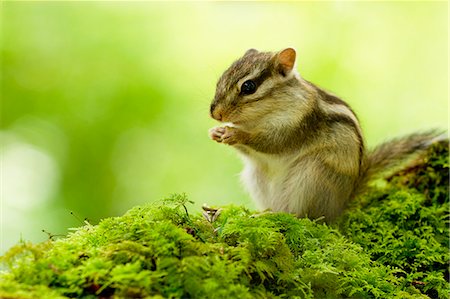 Chipmunk Photographie de stock - Premium Libres de Droits, Code: 622-06842036