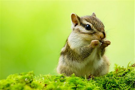 Chipmunk Photographie de stock - Premium Libres de Droits, Code: 622-06842037