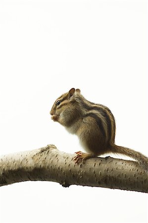 Chipmunk Photographie de stock - Premium Libres de Droits, Code: 622-06842039