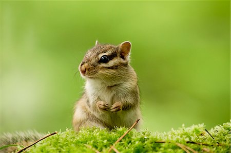 Chipmunk Photographie de stock - Premium Libres de Droits, Code: 622-06842031