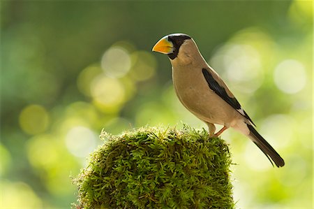 simsearch:622-06842066,k - Japanese Grosbeak Stock Photo - Premium Royalty-Free, Code: 622-06842066