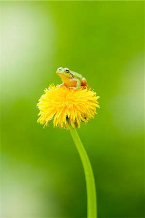 frog - Frog on a Dandelion flower Foto de stock - Sin royalties Premium, Código: 622-06842062