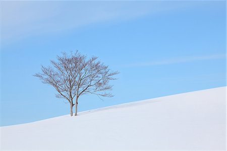 Beech tree standing in a snowy field Stock Photo - Premium Royalty-Free, Code: 622-06842071